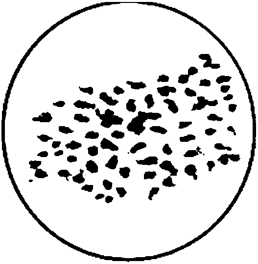 Ploidy mutagenesis method of soaking thorn grape seeds with amisulalin