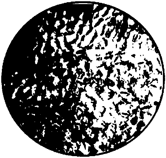 Ploidy mutagenesis method of soaking thorn grape seeds with amisulalin