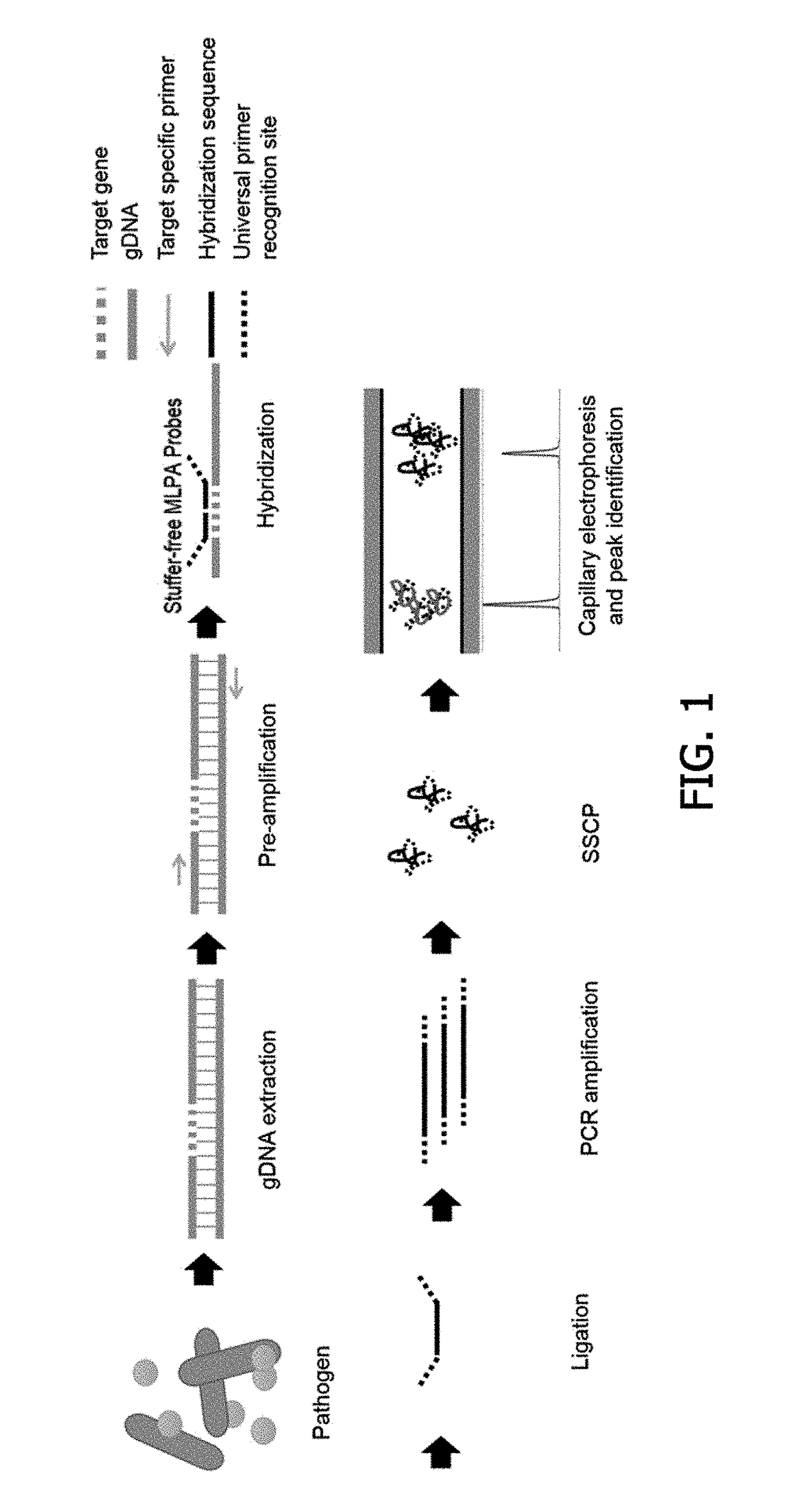 Probe for detecting drug resistant gram-positive pathogens, probe set and method for detecting drug resistent gram-positive pathogens using them