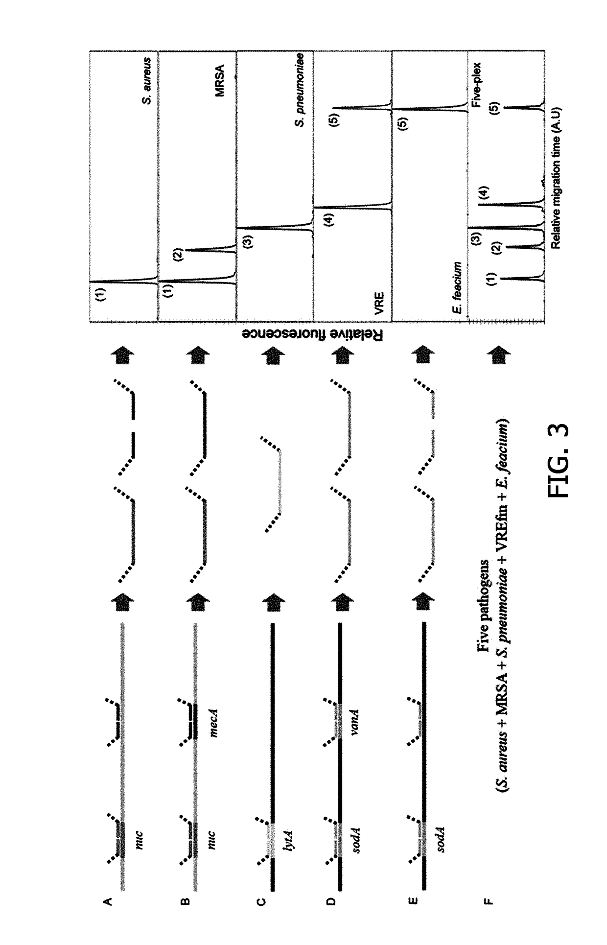 Probe for detecting drug resistant gram-positive pathogens, probe set and method for detecting drug resistent gram-positive pathogens using them