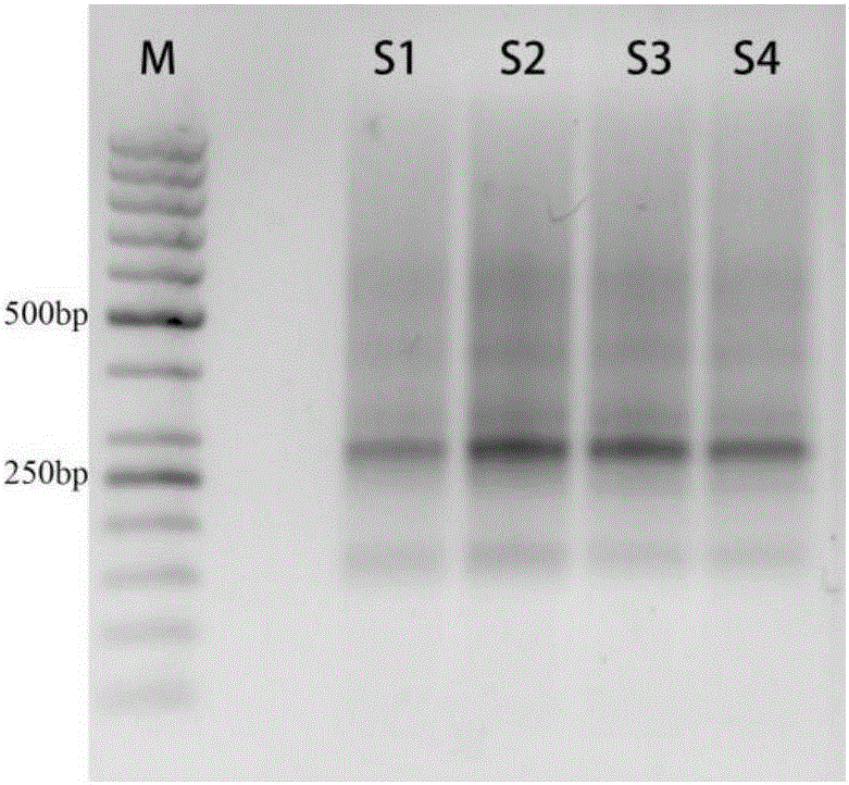 Multi-PCR primer for detecting EGFR/KRAS/BRAF genetic mutation locus based on next-generation sequencing technology and method and application