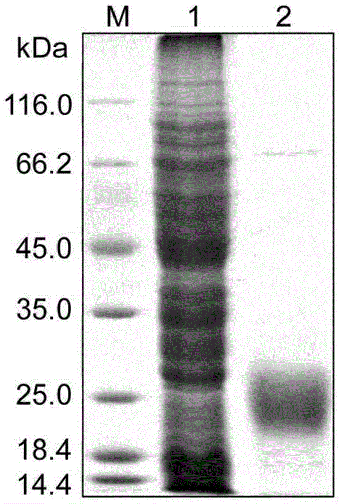 Recombinant escherichia coli capable of efficiently expressing 2[4Fe4S] ferredoxin and application thereof