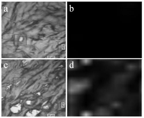 Polypeptide Raman probe for targeted recognition of collagen and preparation method of polypeptide Raman probe