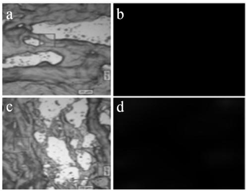 Polypeptide Raman probe for targeted recognition of collagen and preparation method of polypeptide Raman probe