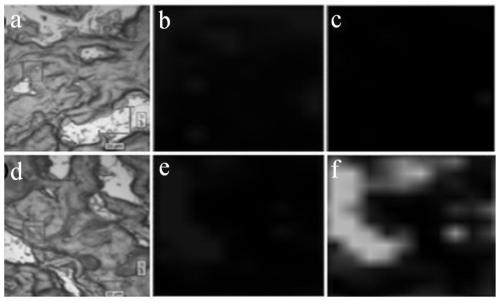 Polypeptide Raman probe for targeted recognition of collagen and preparation method of polypeptide Raman probe