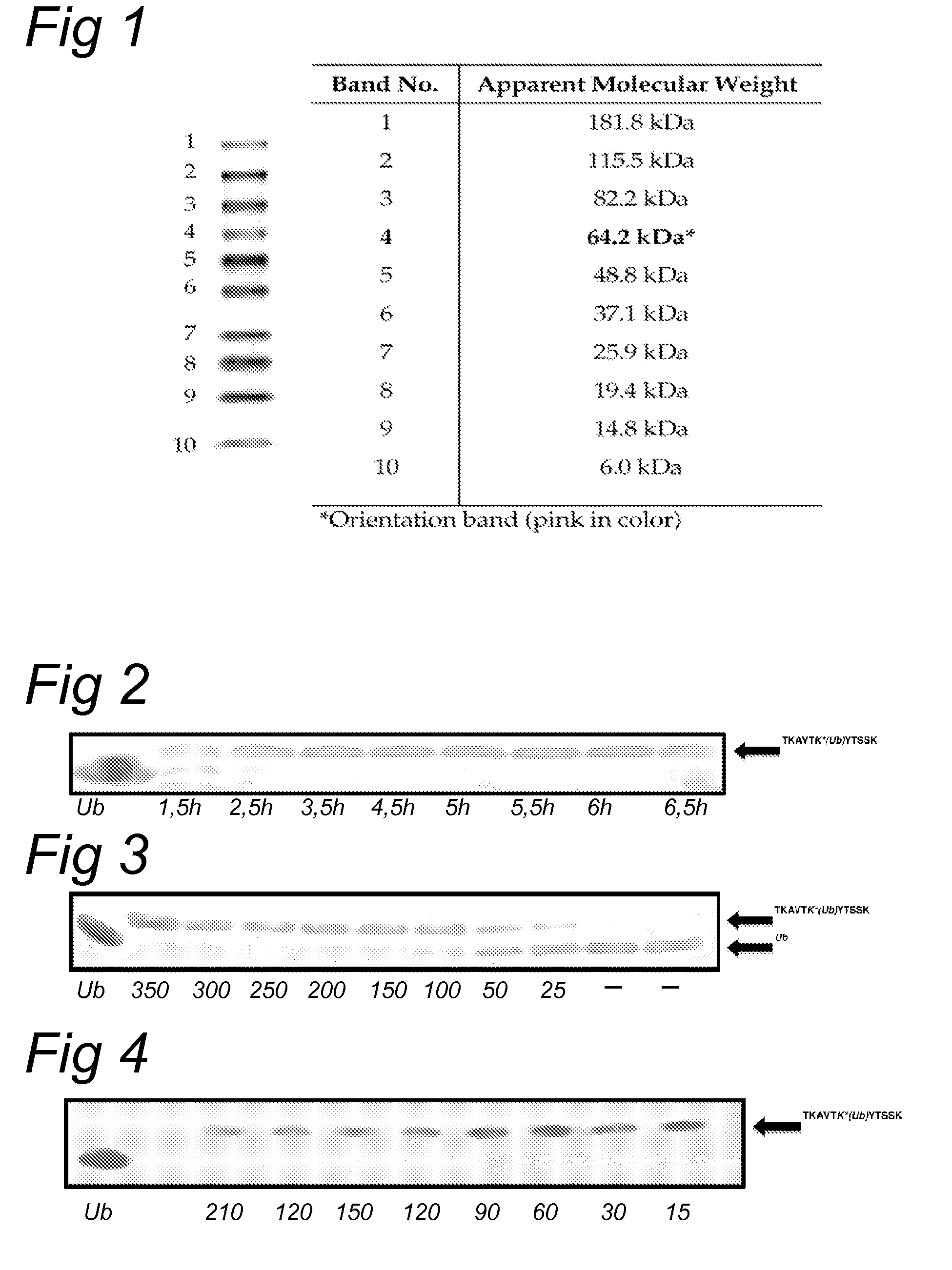 Lysine compounds and their use in site- and chemoselective modification of peptides and proteins