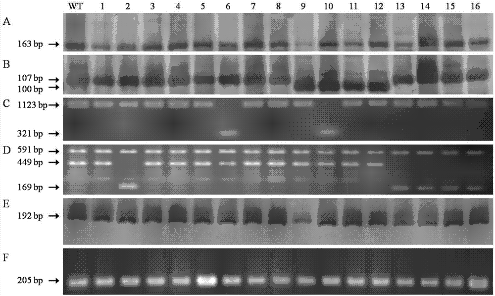 Detection of south Henan aromatic rice variety by Badh2 gene functional marker and application