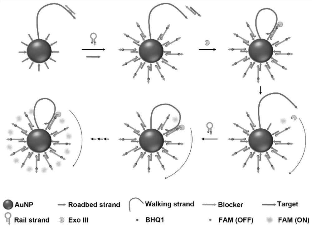 A track regeneration type DNA walker and its application