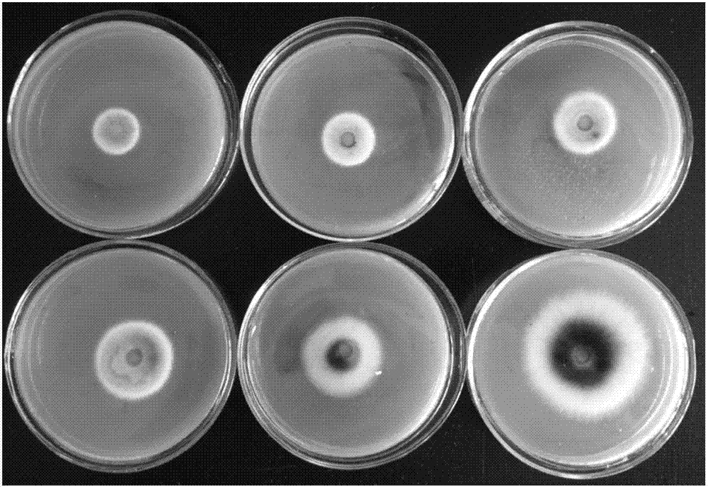 Compounded bactericide for preventing and controlling rice bakanae disease, and application thereof