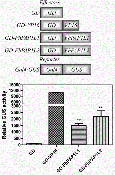 cDNA sequence of MYB transcription factors for positively regulating anthocyanin synthesis