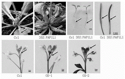 cDNA sequence of MYB transcription factors for positively regulating anthocyanin synthesis