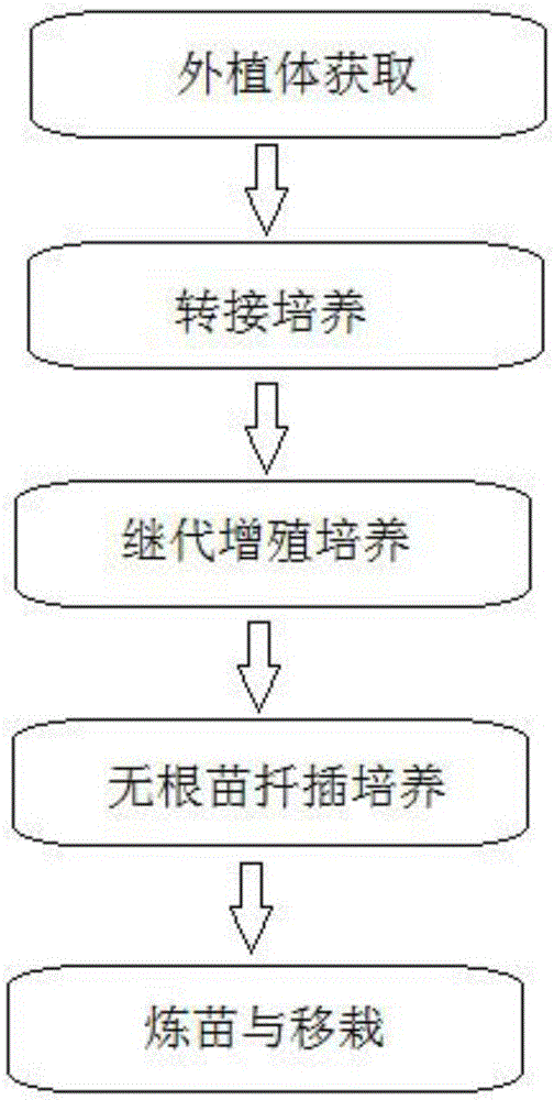 Cultivation method for micropropagation of catalpa bungei