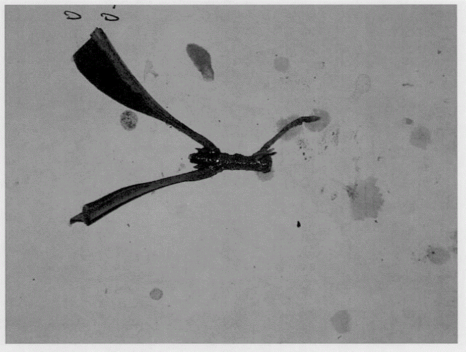 A kind of method for rapid propagation of sweet-scented osmanthus microcutting