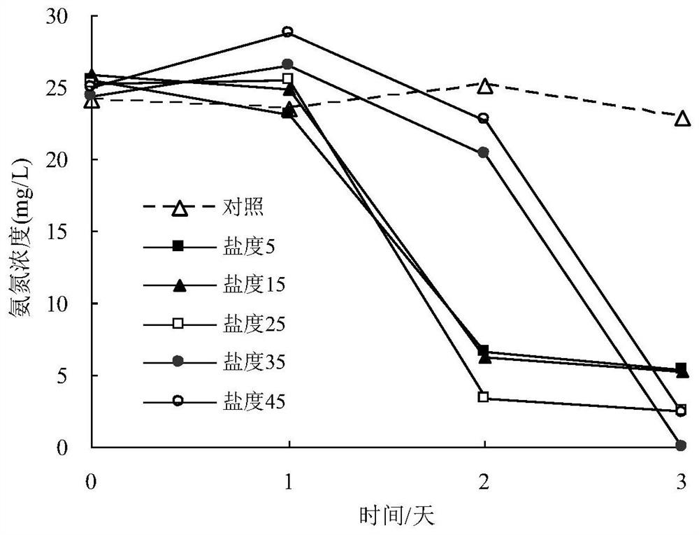 A Rhodococcus rhodococcus strain xhrr1 for purifying ammonia in aquaculture water and its application