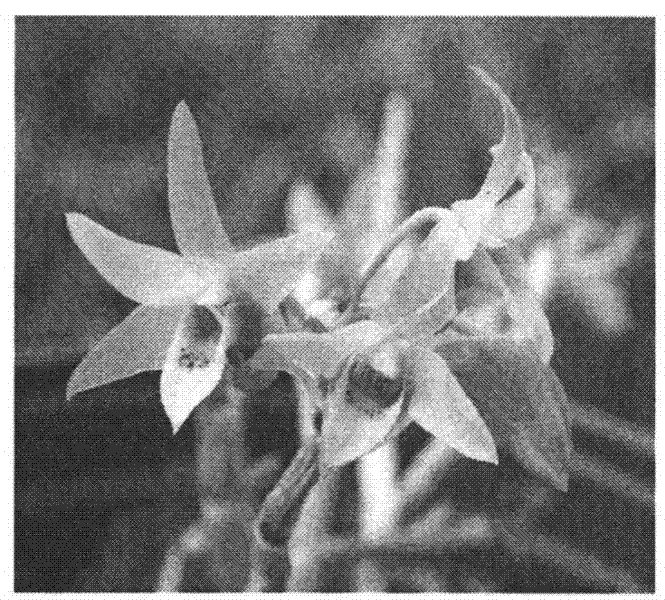 Simple industrial production method for dendrobium candidum