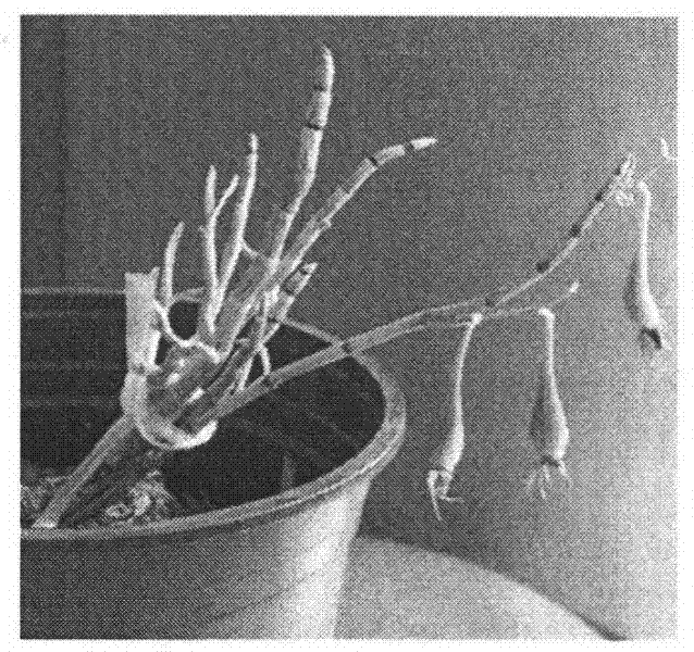 Simple industrial production method for dendrobium candidum