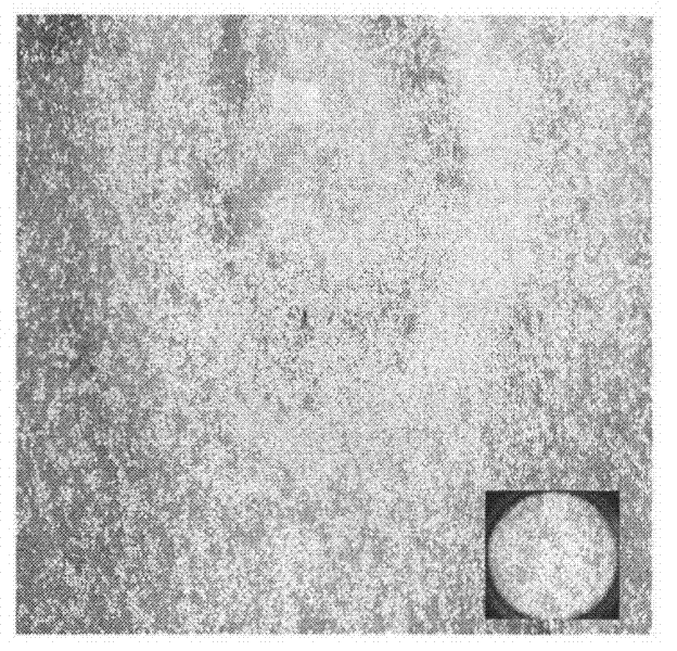 Simple industrial production method for dendrobium candidum