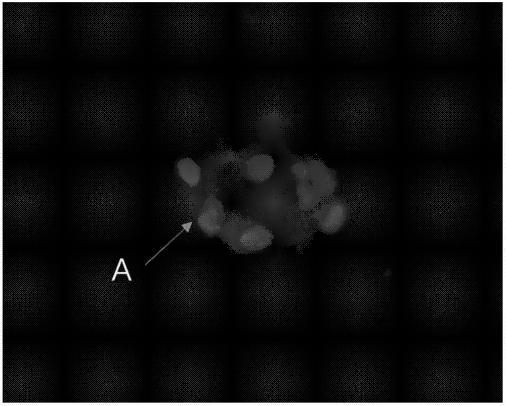 Kit applying CD45 immunofluorescence combined with CEP 8 probe to identify circulating tumor cells and application thereof