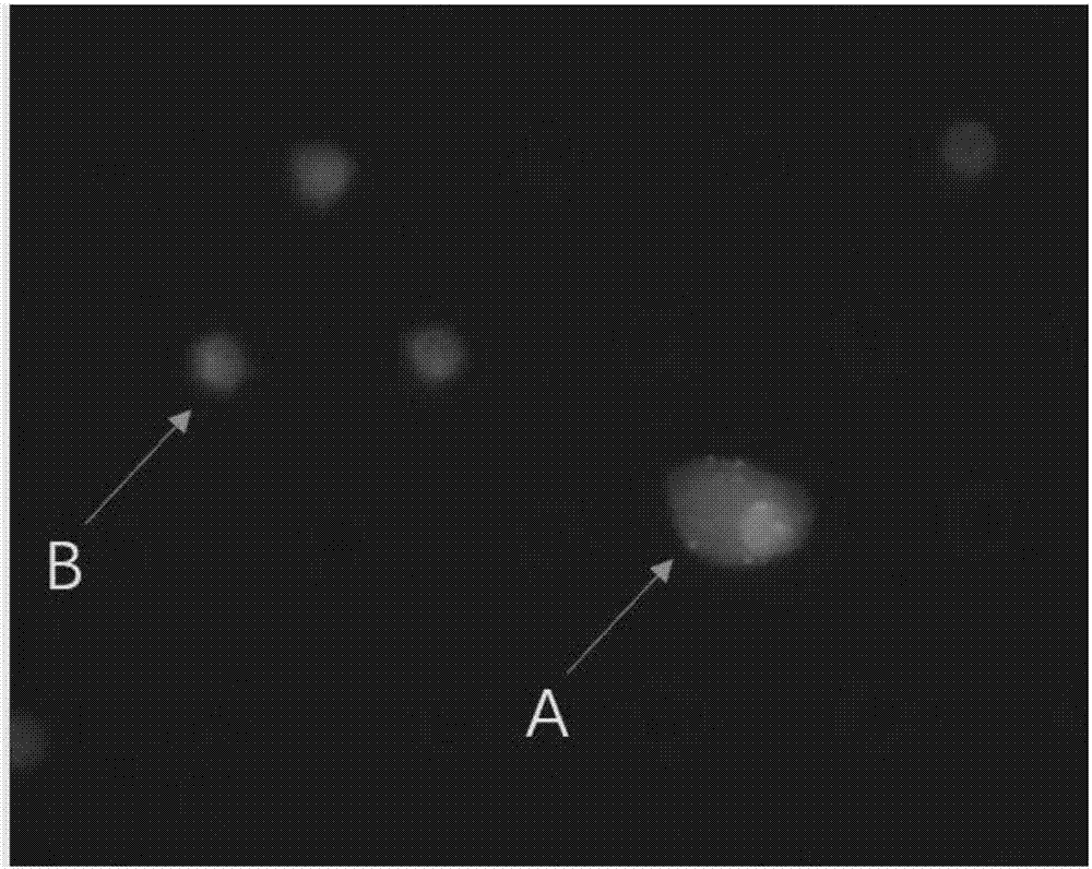 Kit applying CD45 immunofluorescence combined with CEP 8 probe to identify circulating tumor cells and application thereof