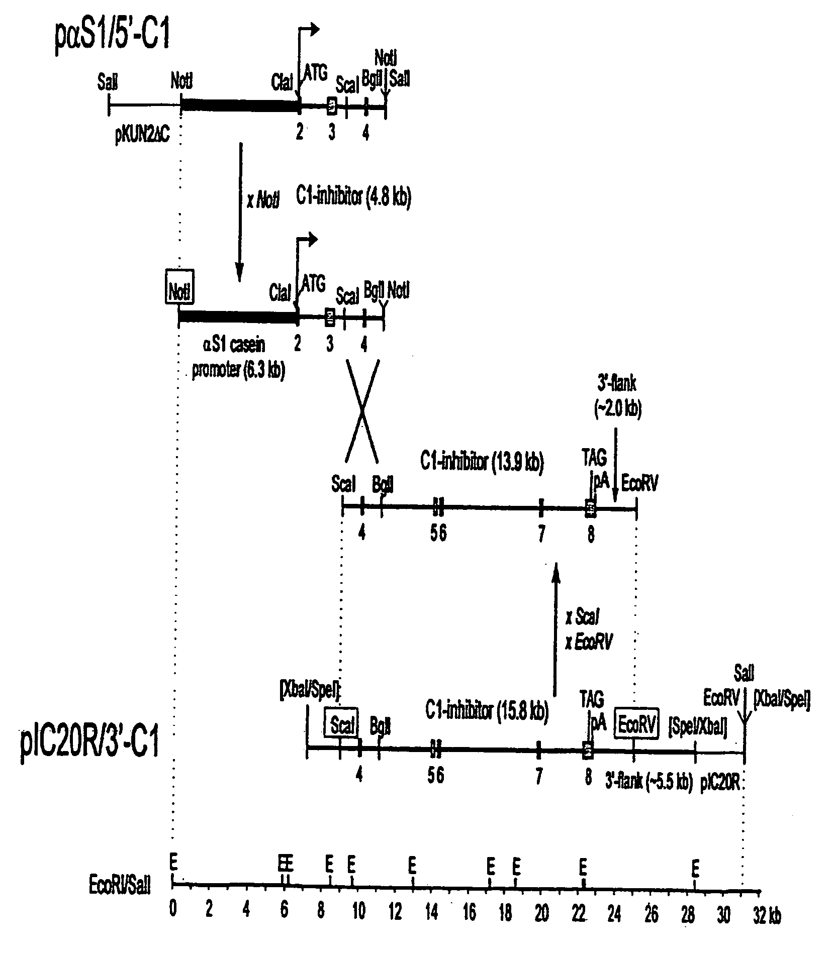 C1 inhibitor produced in the milk of transgenic mammals