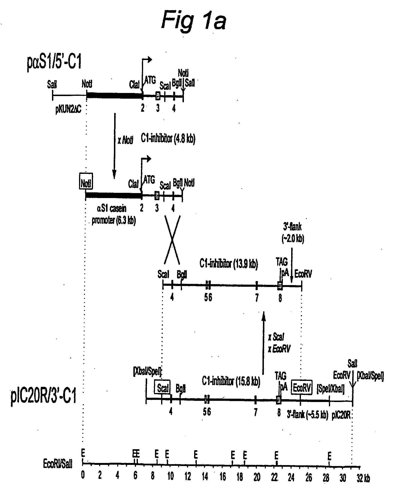 C1 inhibitor produced in the milk of transgenic mammals