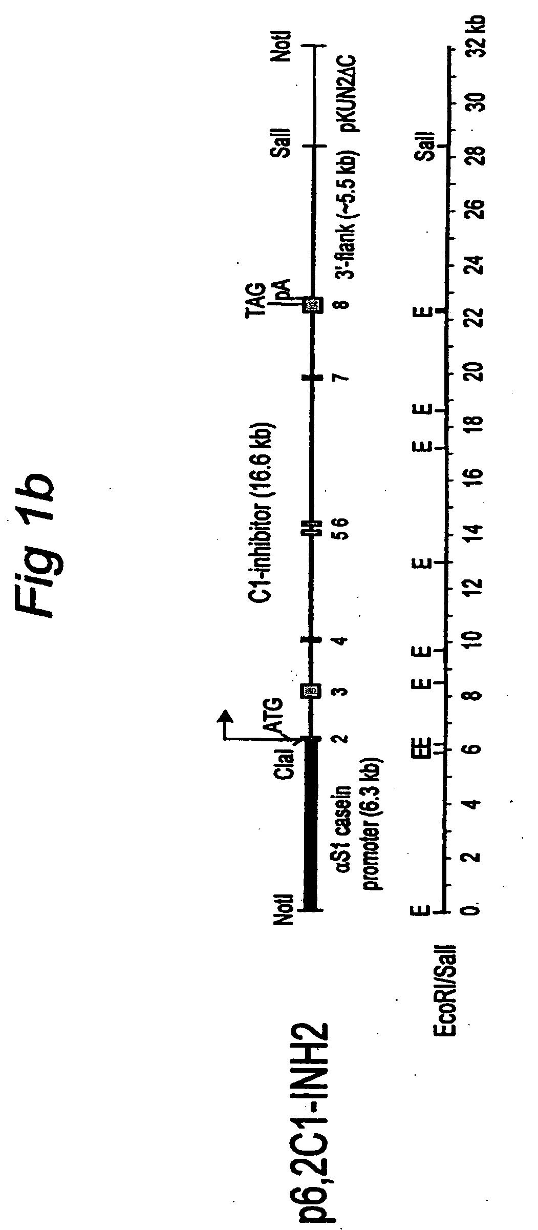 C1 inhibitor produced in the milk of transgenic mammals