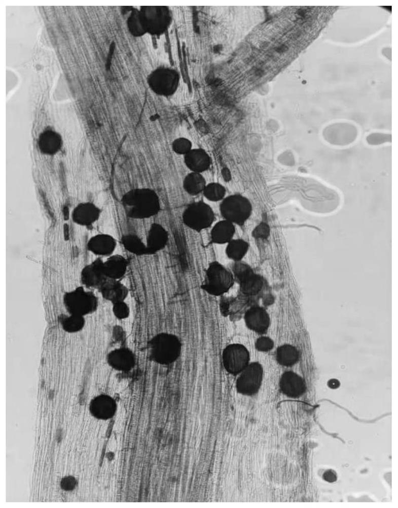 Method for expanding propagation of arbuscular mycorrhizal fungus inoculant in degenerated sandy soil