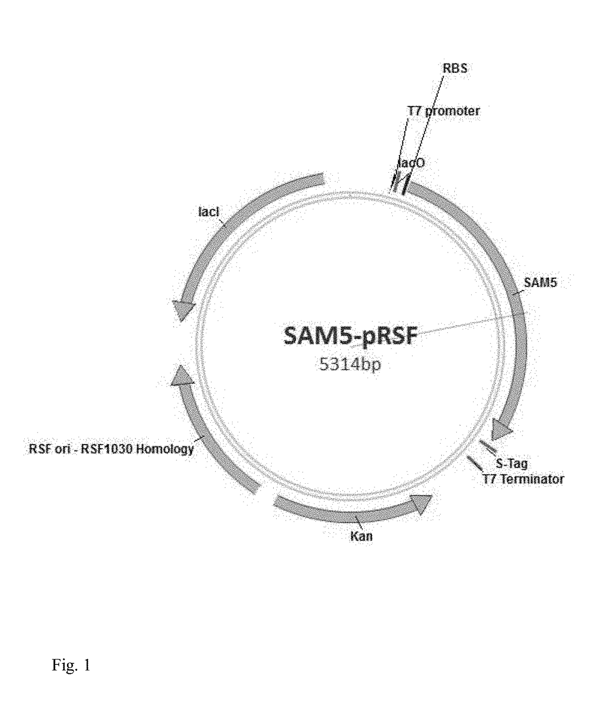 Biosynthesis of eriodictyol from engineered microbes