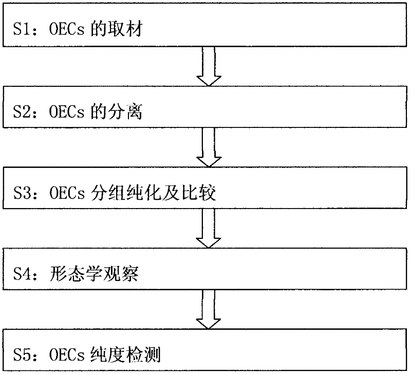 Method for separating newly born rat olfactory bulb olfactory ensheat hing cells (OECs)