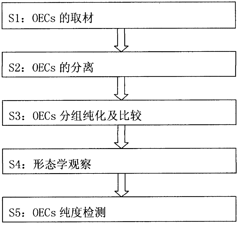 Method for separating newly born rat olfactory bulb olfactory ensheat hing cells (OECs)