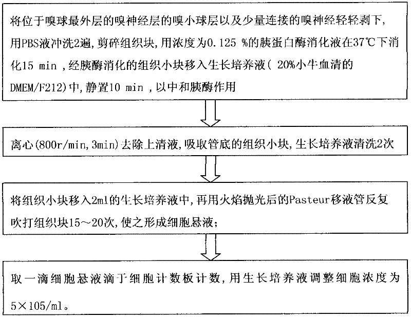 Method for separating newly born rat olfactory bulb olfactory ensheat hing cells (OECs)