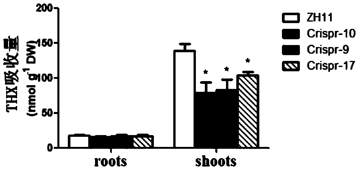 Application of rice gene OsATL15 in regulating absorption and transport of pesticides