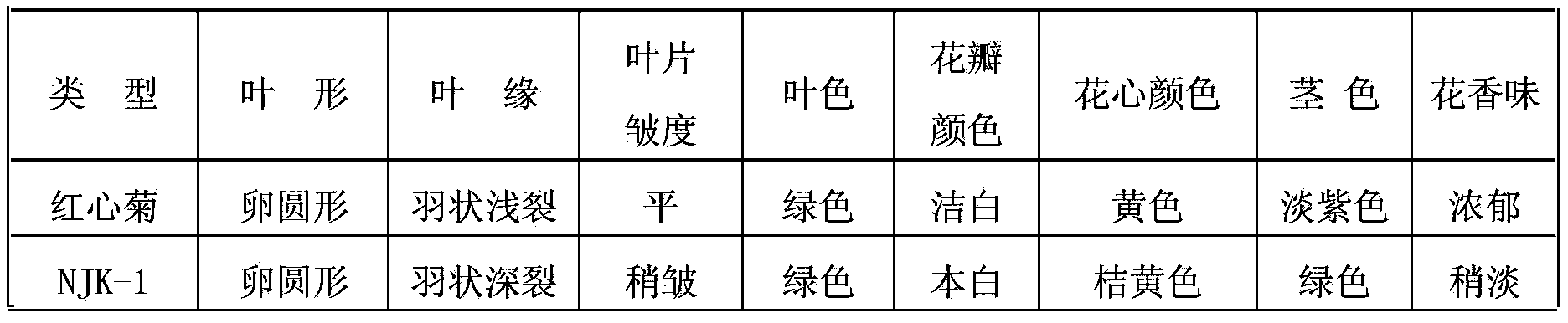 Breeding method for disease-resistant variety of dendranthema morifolium