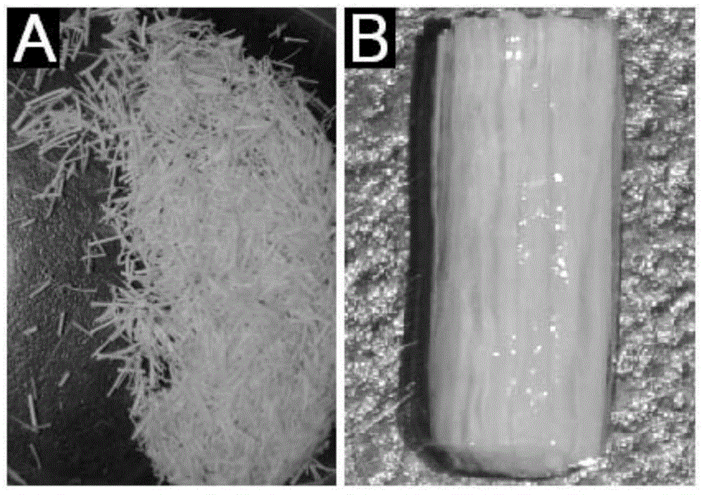 Application of cetuximab and collagen scaffold loaded with cetuximab to preparation of drug for repairing spinal cord injury