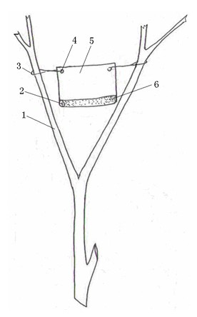 Wax insect parasitic wasp trapping method