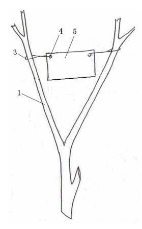 Wax insect parasitic wasp trapping method