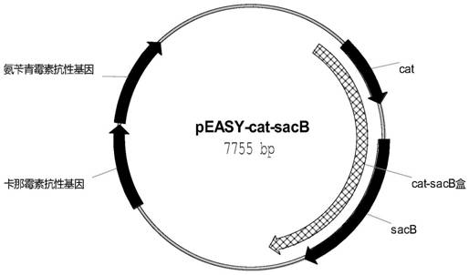 Escherichia coli for producing tyrosine by fermentation method and its construction method and application