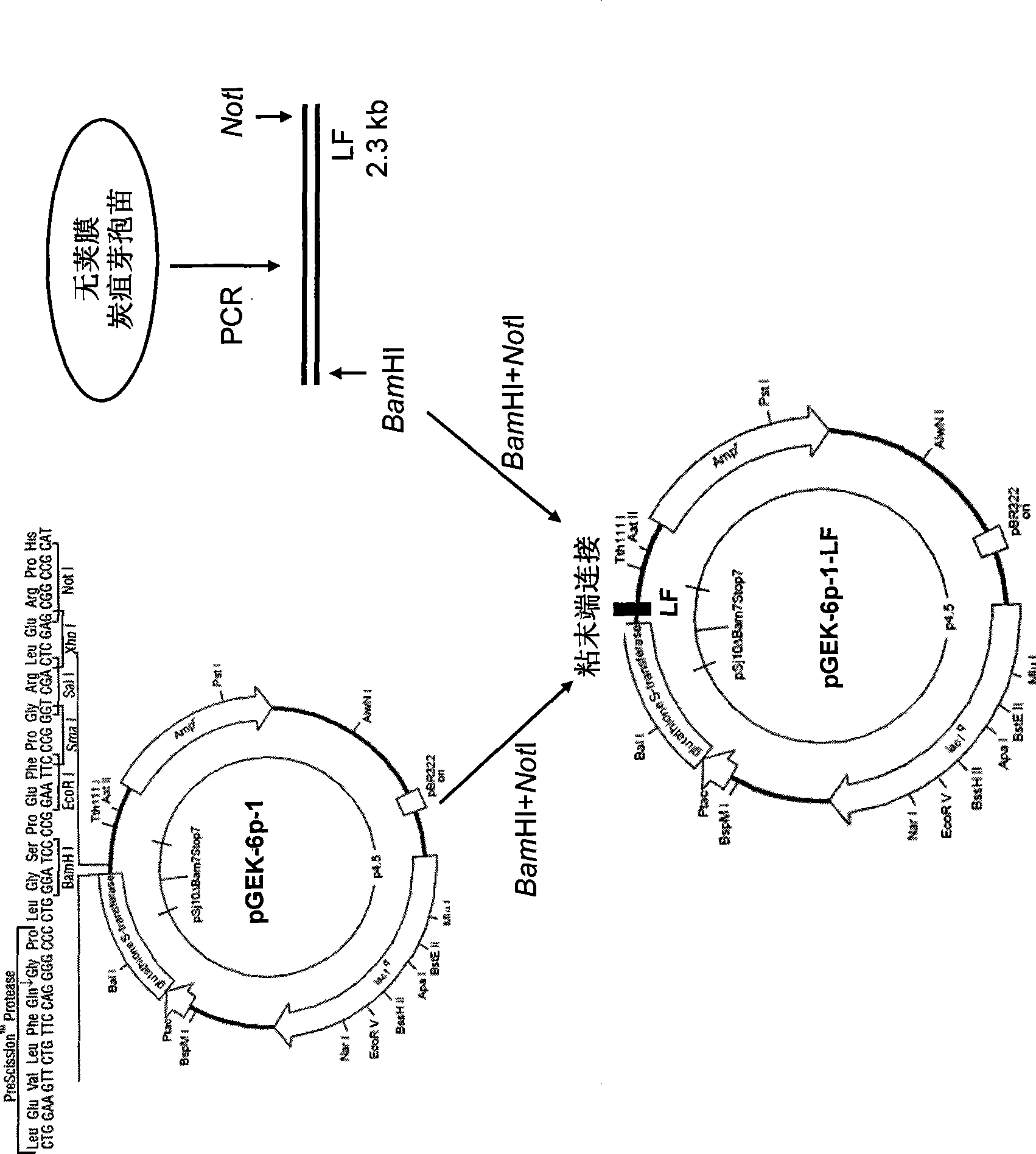 Application of dominant negative mutant F427N as anthrax toxin inhibitor and vaccine