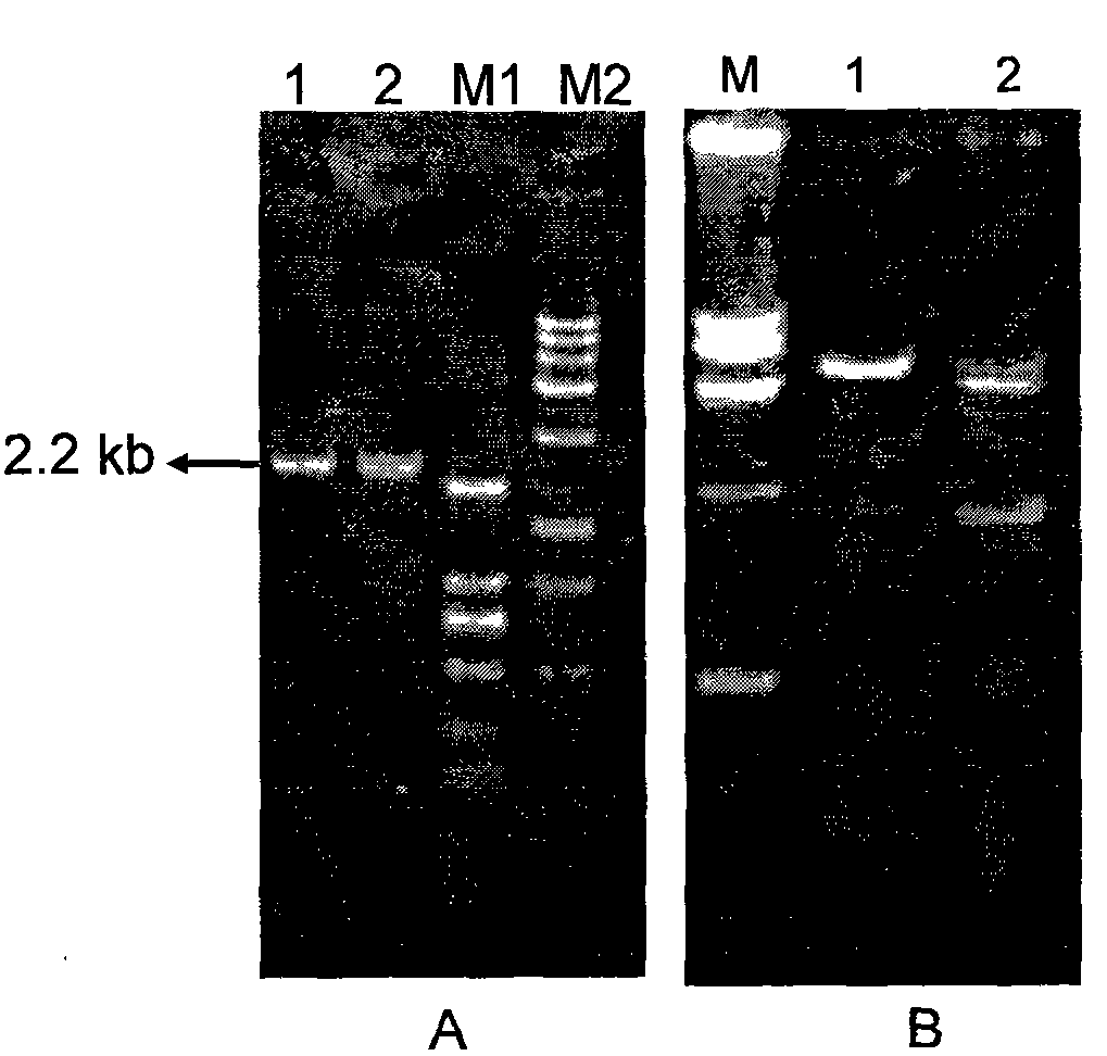 Application of dominant negative mutant F427N as anthrax toxin inhibitor and vaccine