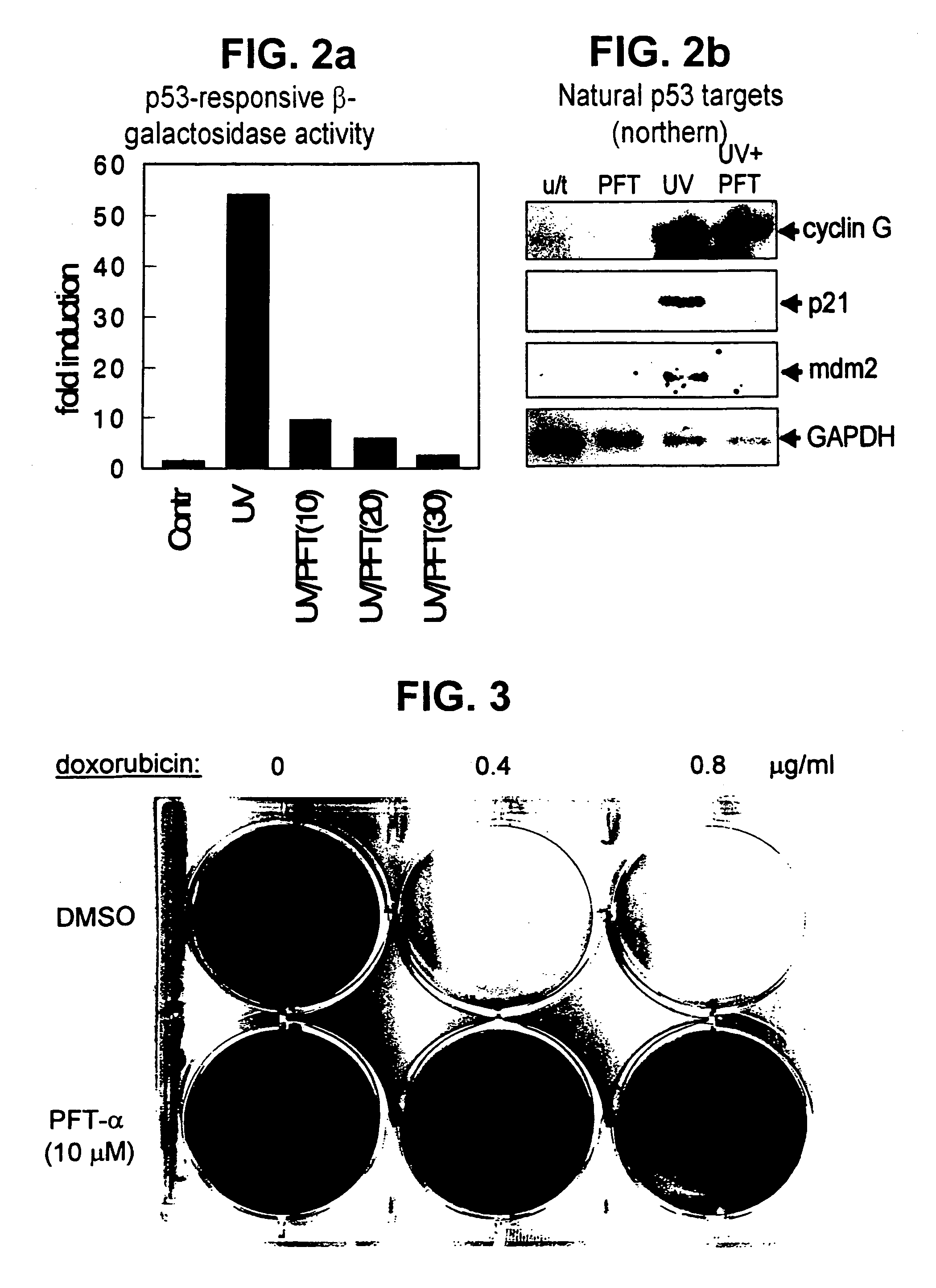 P53 inhibitors and therapeutic use of the same