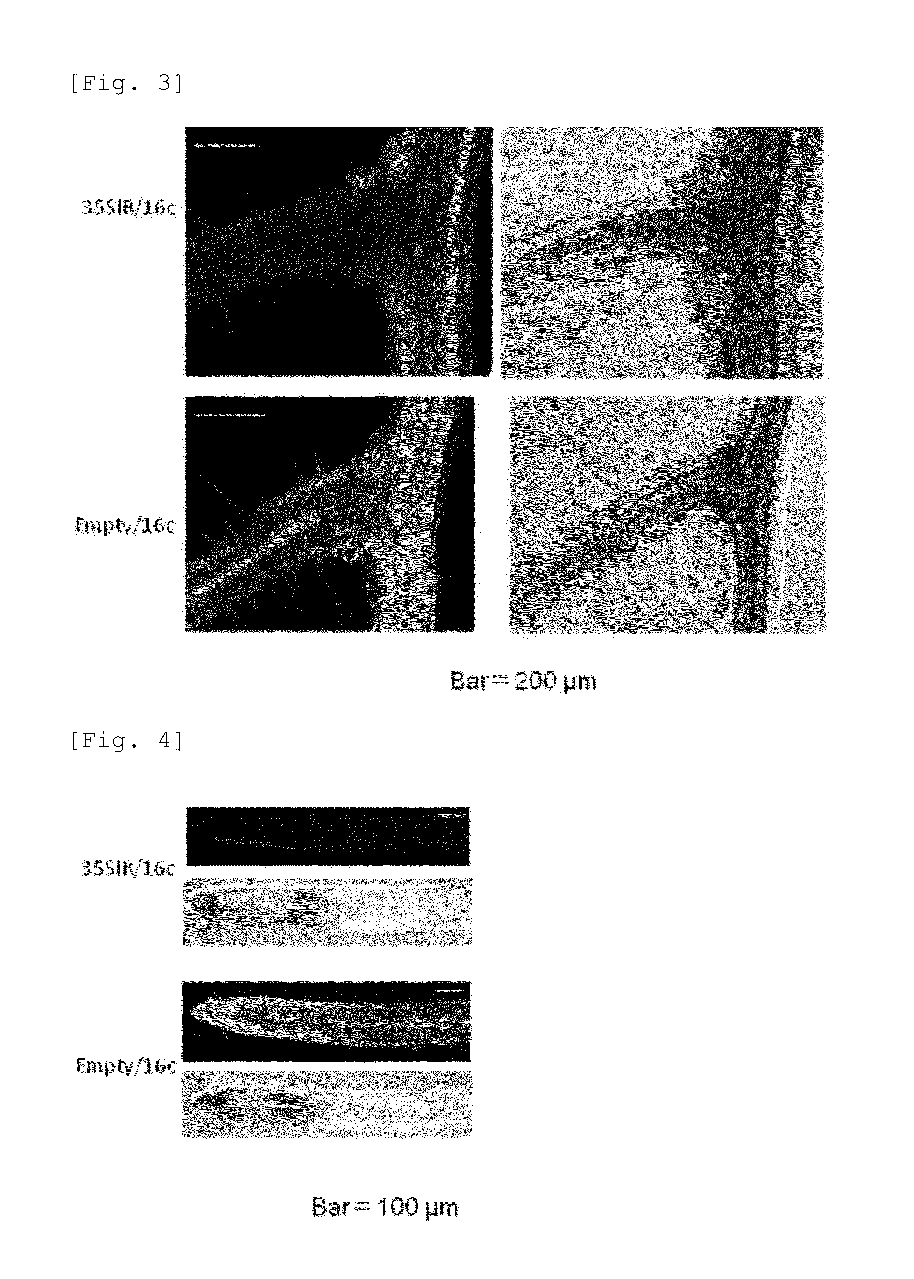 Plant transformation method performed via grafting of rootstock and scion