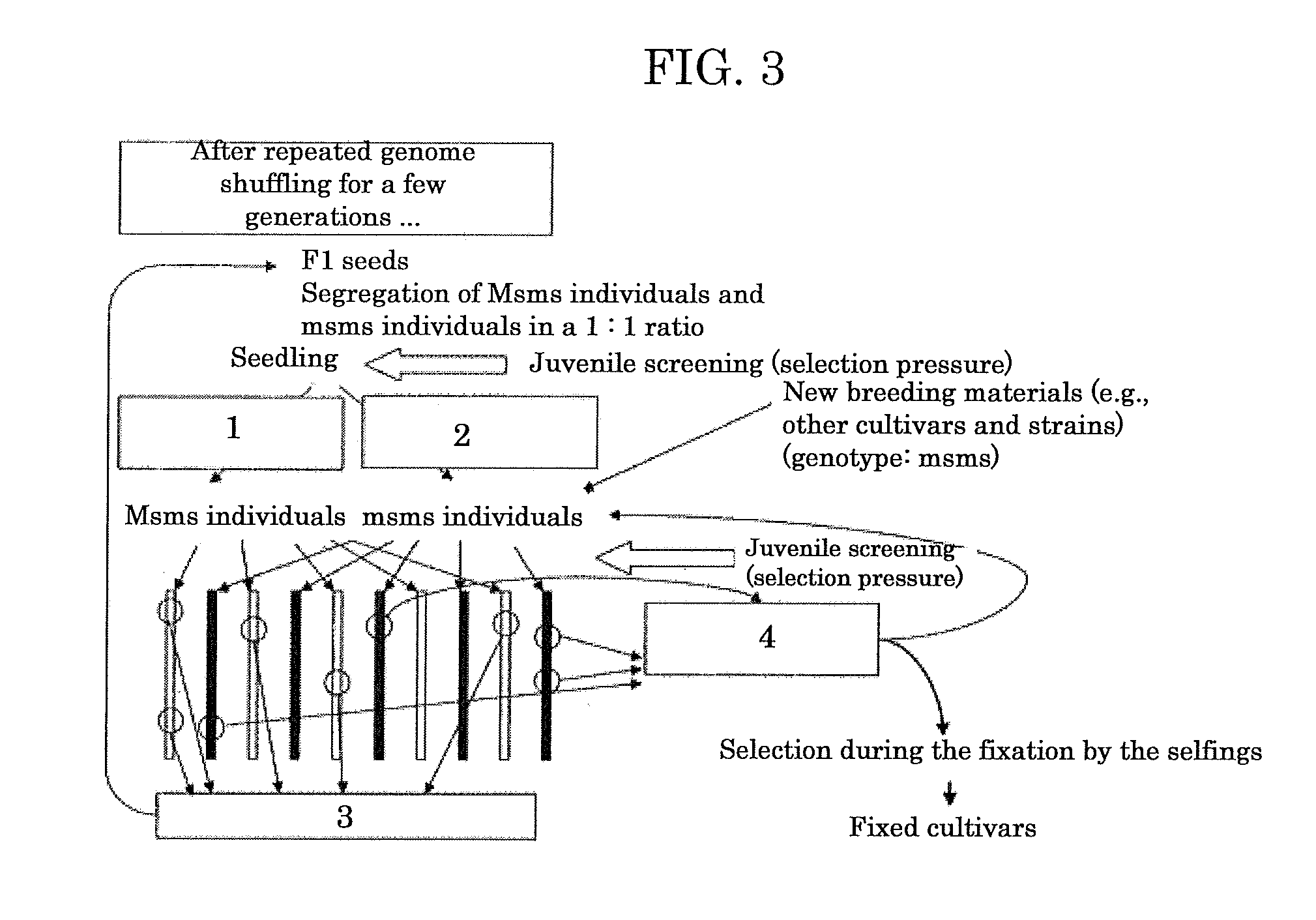 Genome shuffling method for autogamous plants utilizing dominant male sterility obtained by gene engineering technique, and recurrent selection breeding system based on the genome shuffling method