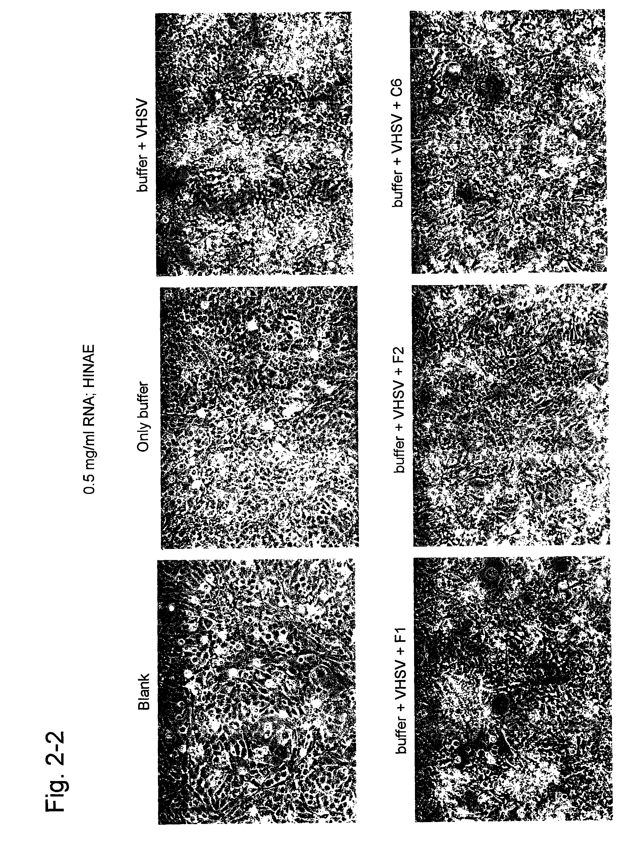 Aptamer capable of binding to viral hemorrhagic septicemia virus