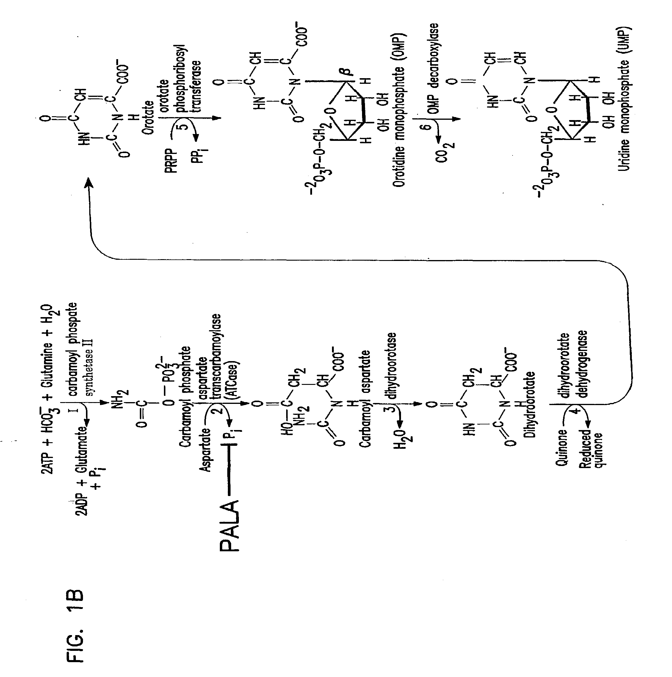 Galactosylation of Recombinant Glycoproteins