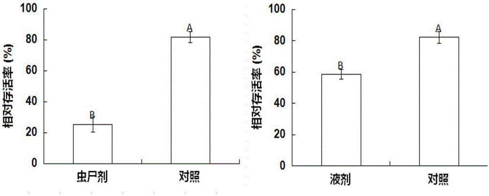 Entomopathogenic nematode HbSD and insecticide thereof, preparation method and application