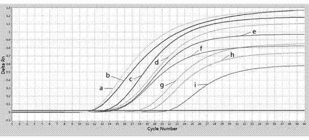 Method for detecting FOXH1 gene SNP locus rs750472 genotype