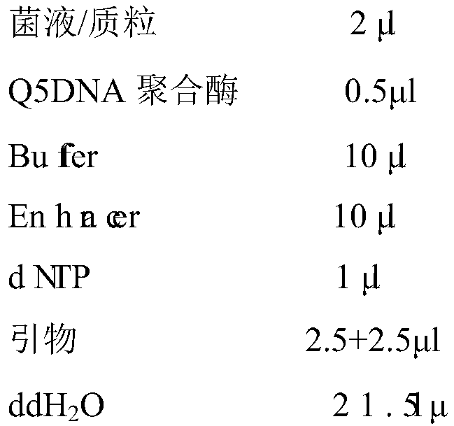 Bacillus subtilis oscillating gene expression system, construction method and application thereof