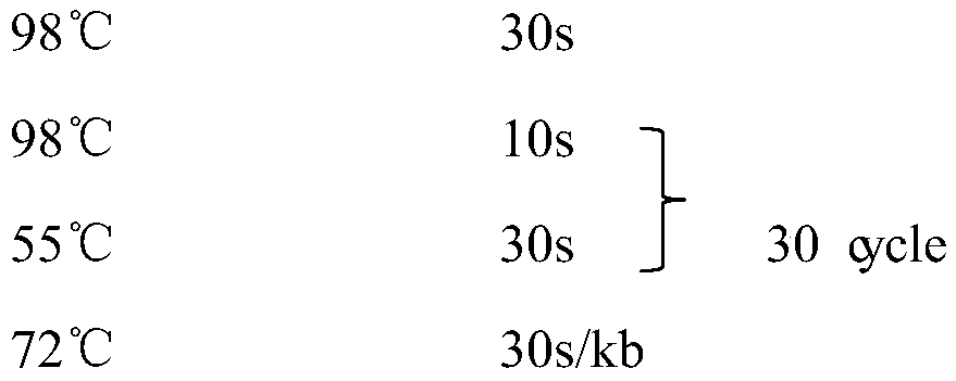 Bacillus subtilis oscillating gene expression system, construction method and application thereof