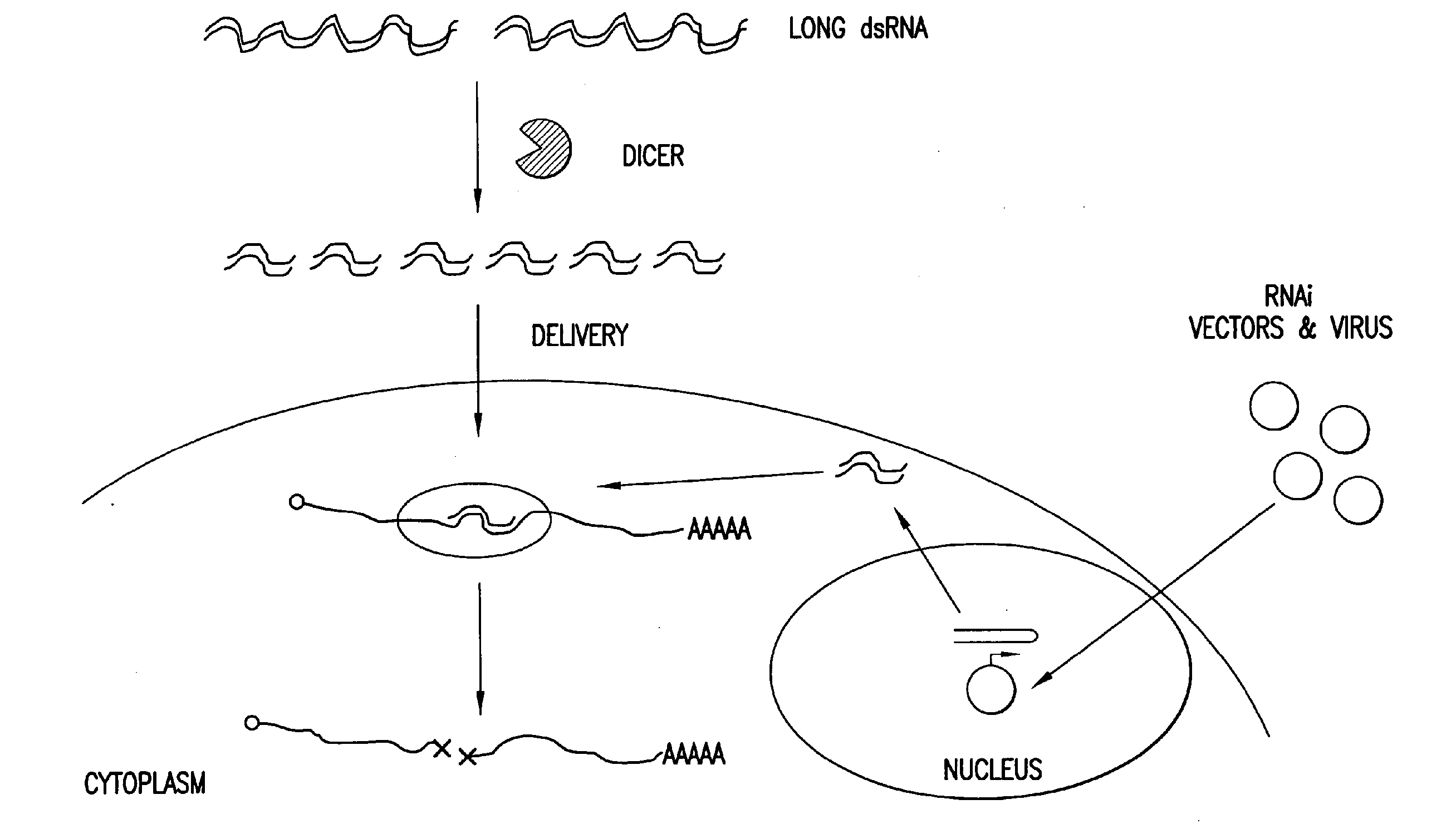 Methods and compositions for seamless cloning of nucleic acid molecules