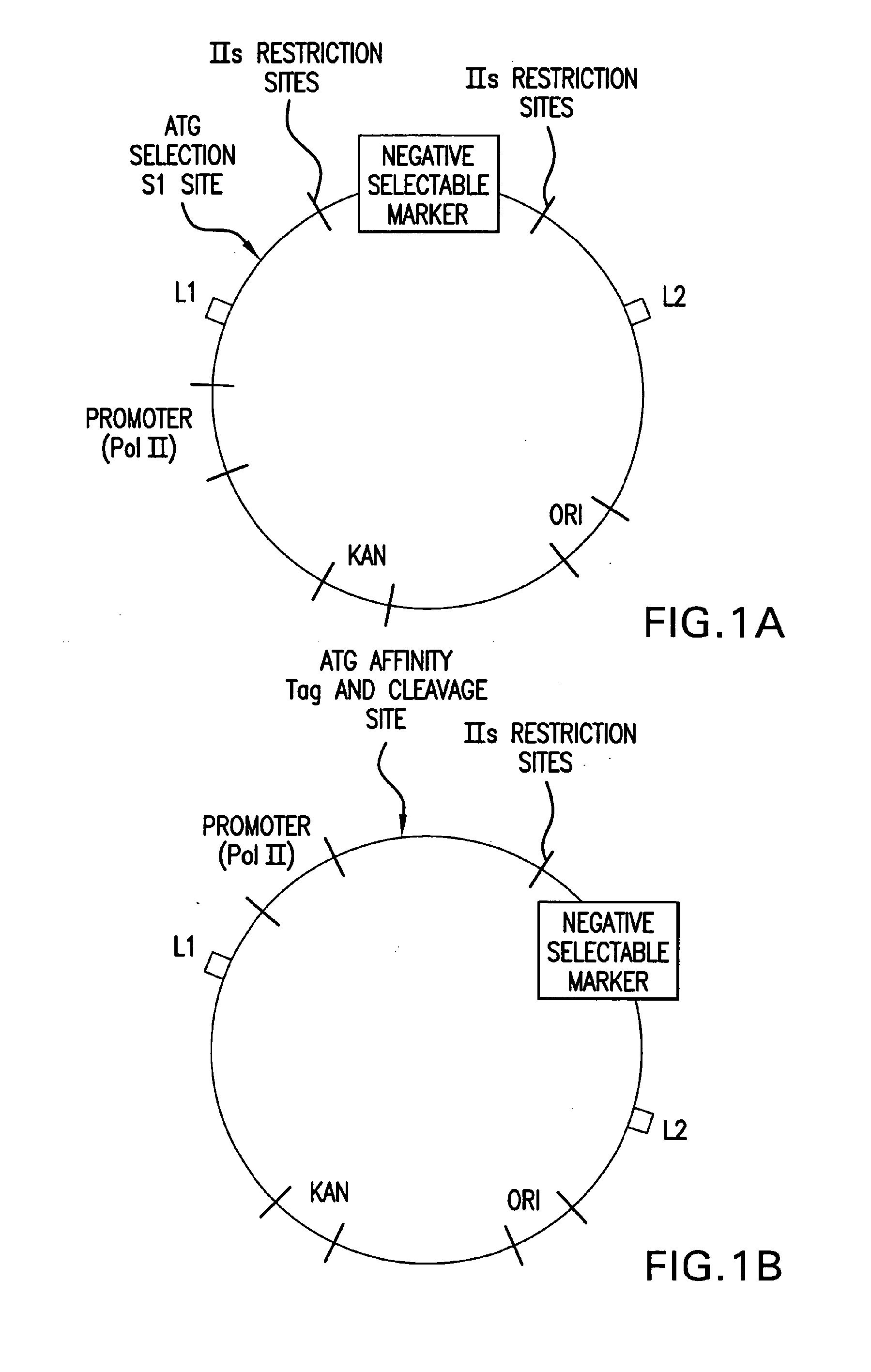 Methods and compositions for seamless cloning of nucleic acid molecules